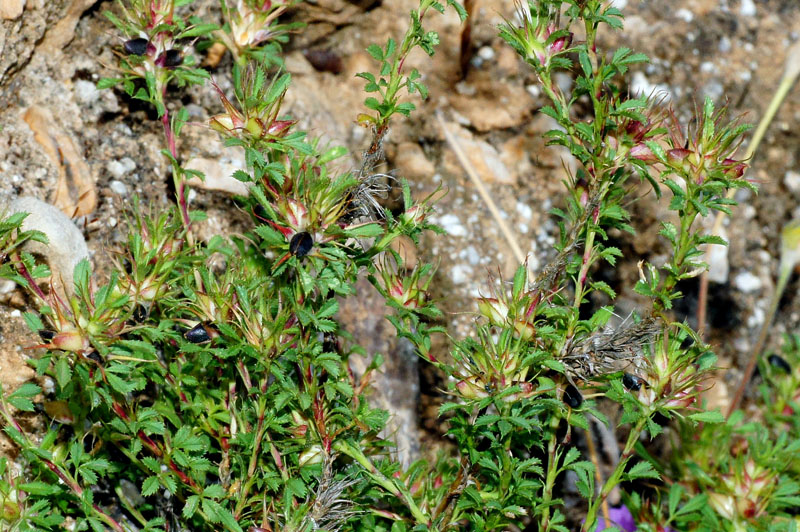 Ononis minutissima / Ononide minutissima